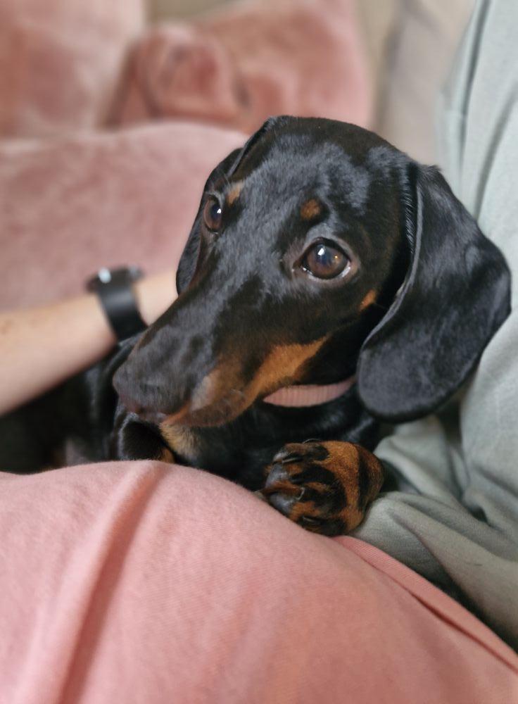 Hund som följeslagare – värme och närhet i vardagen